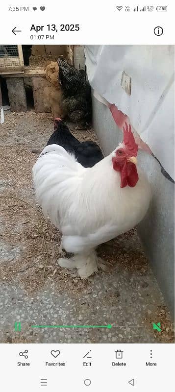 bantam chicks far sal 03041727626 2