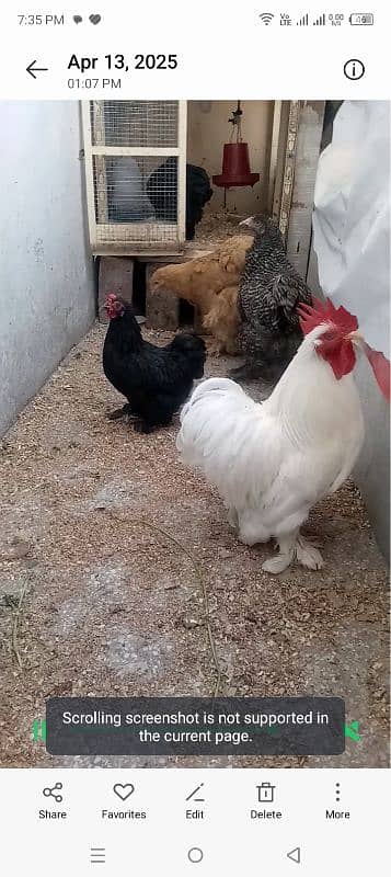 bantam chicks far sal 03041727626 3
