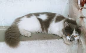 For