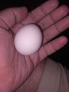 Astrology Eggs Available Ha 100 Percent Fertile Eggs