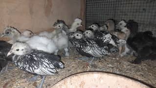 EGG/CHICK/SILKI/SABRIGHT/WYANDOTTE/KOSHAMO