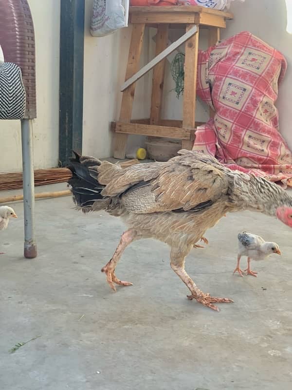 Murgi murga with chicks 1