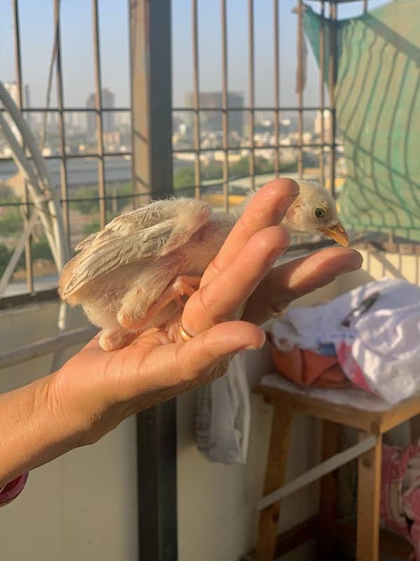 Murgi murga with chicks 2