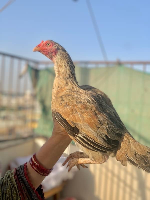 Murgi murga with chicks 3