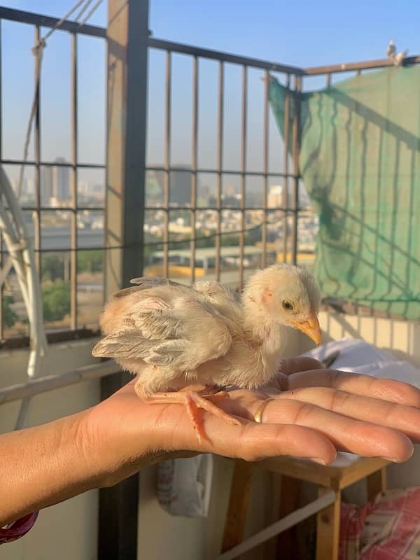 Murgi murga with chicks 4