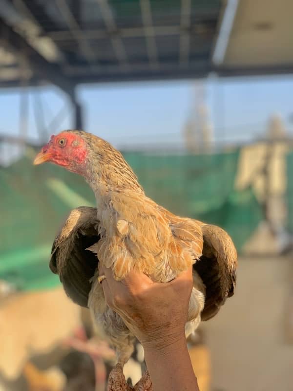 Murgi murga with chicks 5