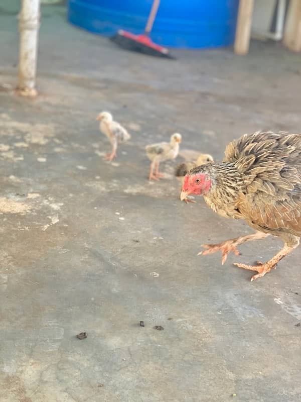 Murgi murga with chicks 6