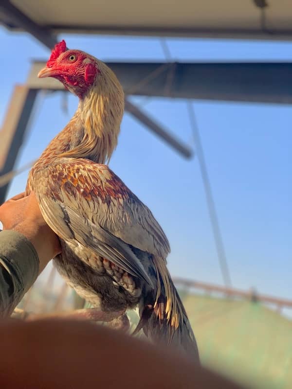 Murgi murga with chicks 7