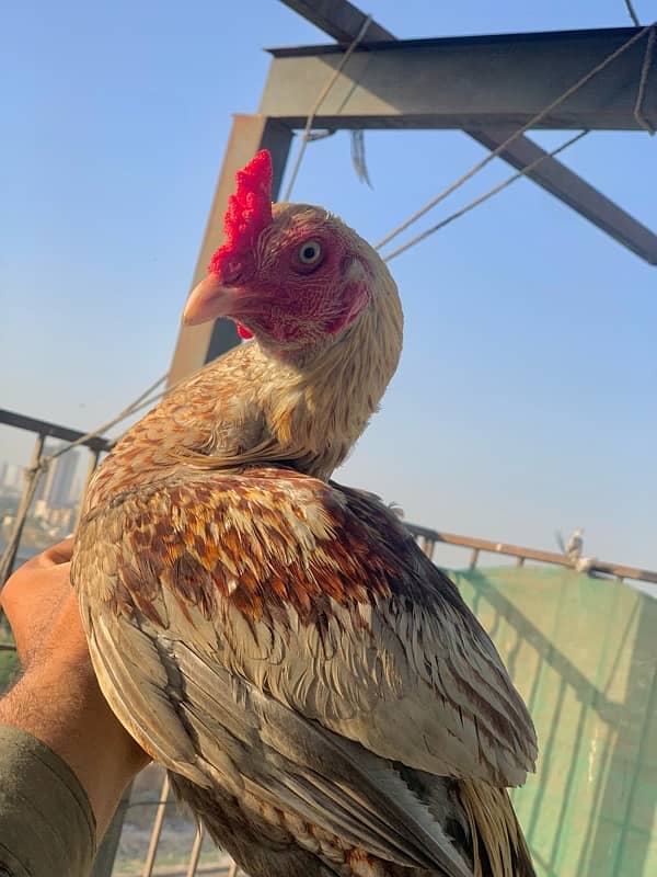 Murgi murga with chicks 8