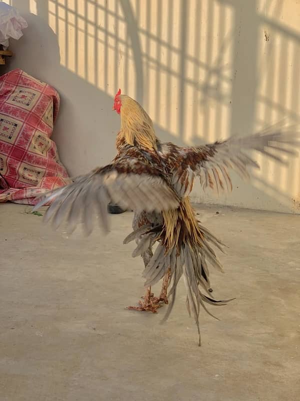 Murgi murga with chicks 9