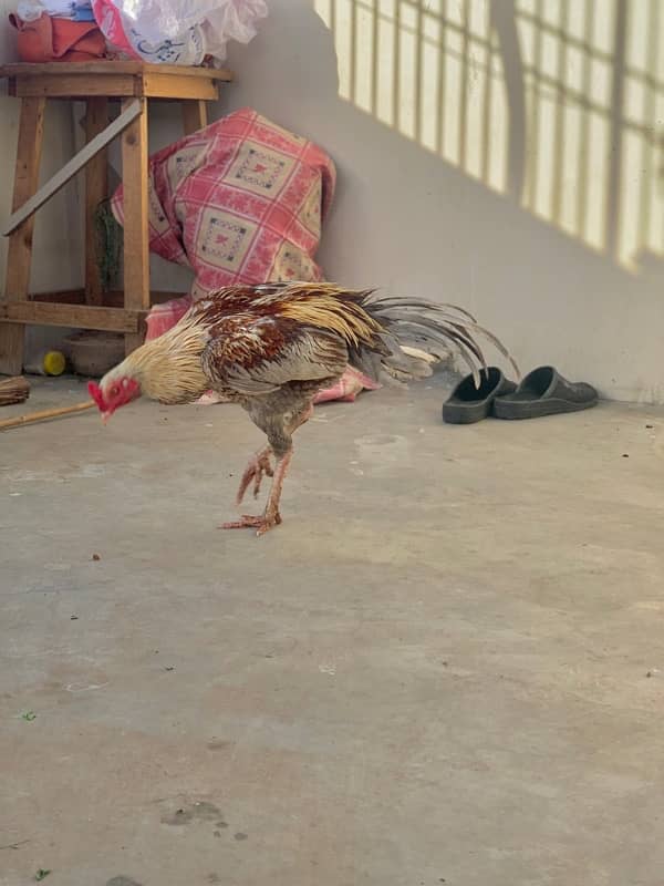 Murgi murga with chicks 10