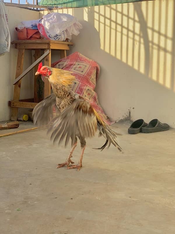 Murgi murga with chicks 11