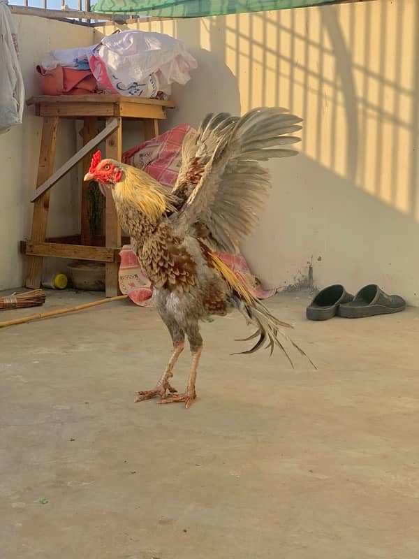 Murgi murga with chicks 12