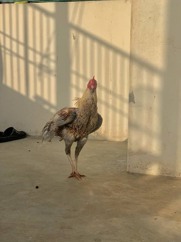 Murgi murga with chicks 13