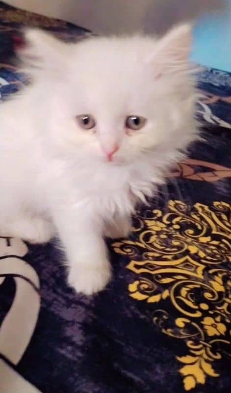 home cat 0