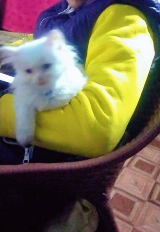 home cat 1