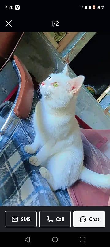 cat for sale 0