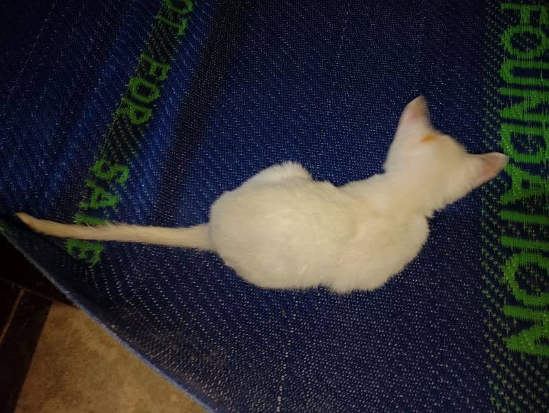 cat for sale 1