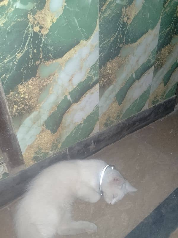 pair of cats 2
