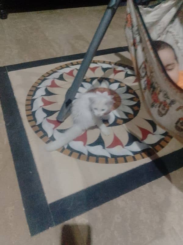 pair of cats 3