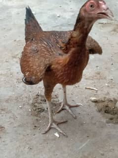 hens for sell
