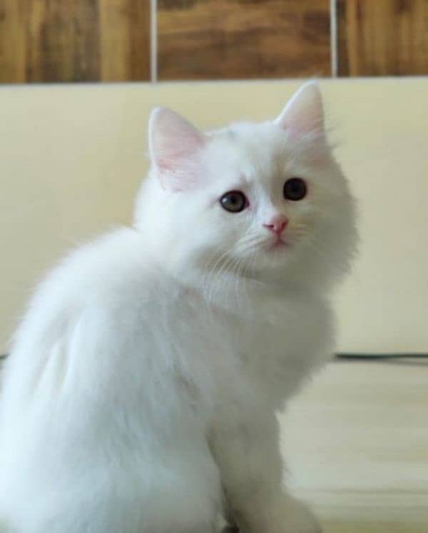 home cat 2