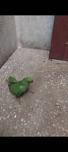 green parrot