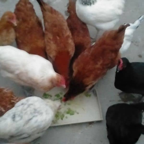 sales Desi Hen 1