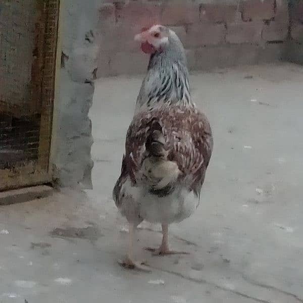 sales Desi Hen 2