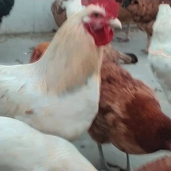 sales Desi Hen 3