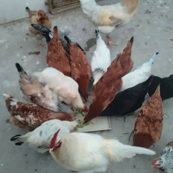 sales Desi Hen 4