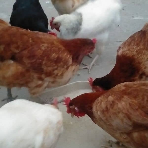 sales Desi Hen 5