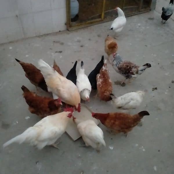 sales Desi Hen 6