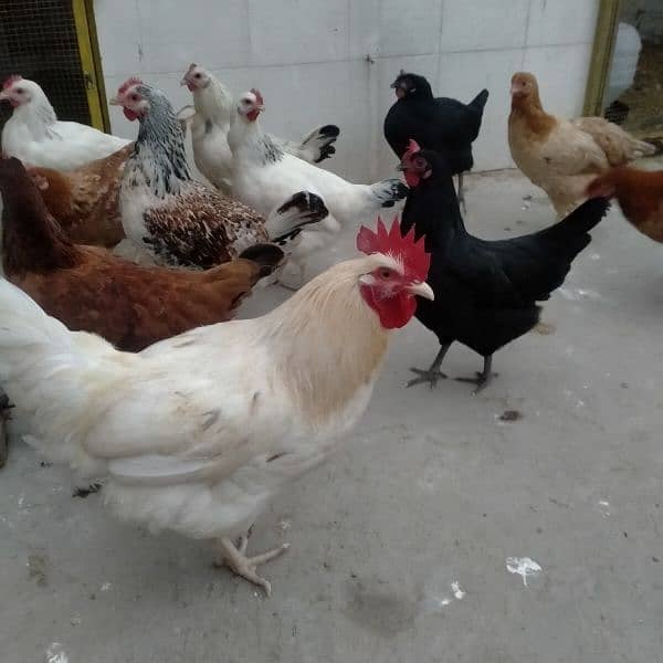 sales Desi Hen 7