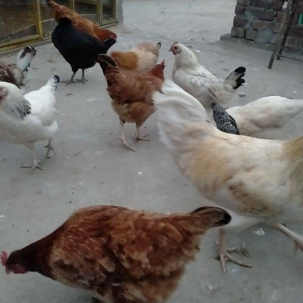 sales Desi Hen 9