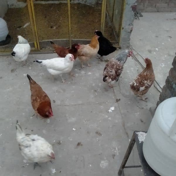 sales Desi Hen 10