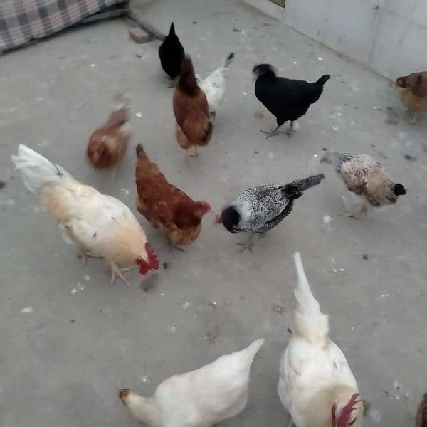 sales Desi Hen 11