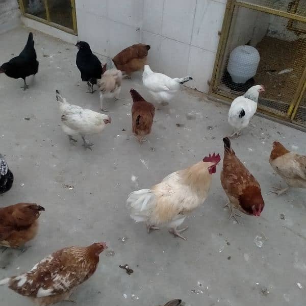 sales Desi Hen 12