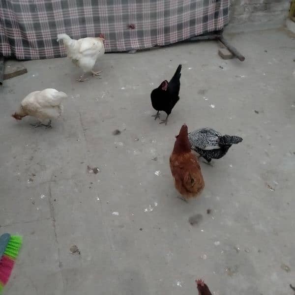 sales Desi Hen 13
