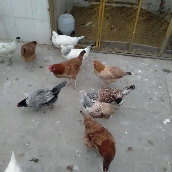 sales Desi Hen 14