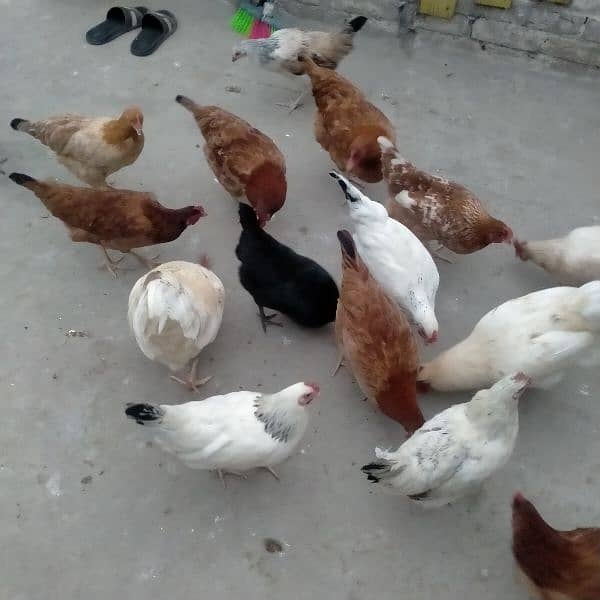 sales Desi Hen 15