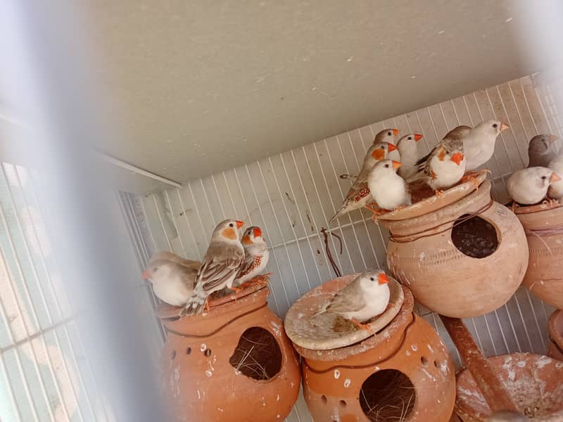 Finches or penguin finch or silver java or cocktail 0