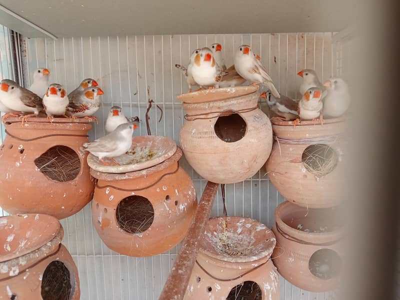 Finches or penguin finch or silver java or cocktail 1