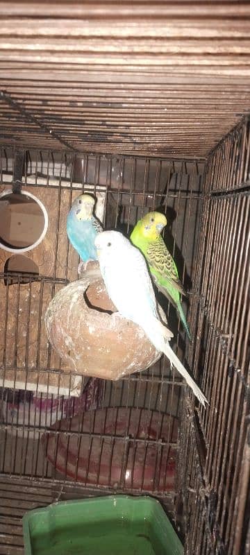 asstrelion parrot 0