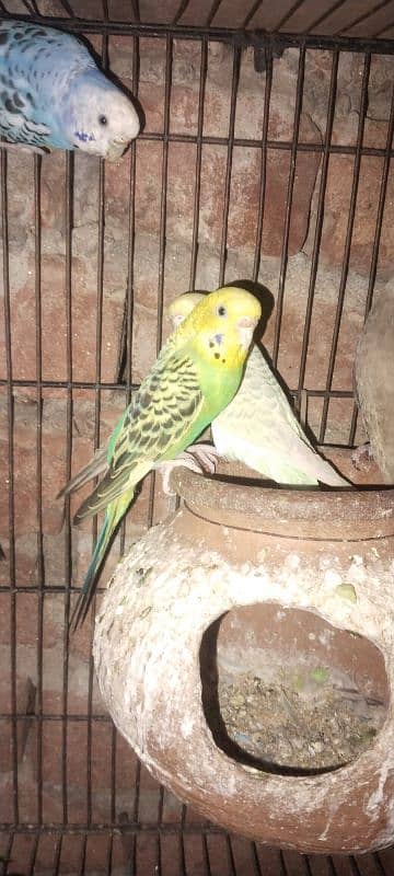 asstrelion parrot 1