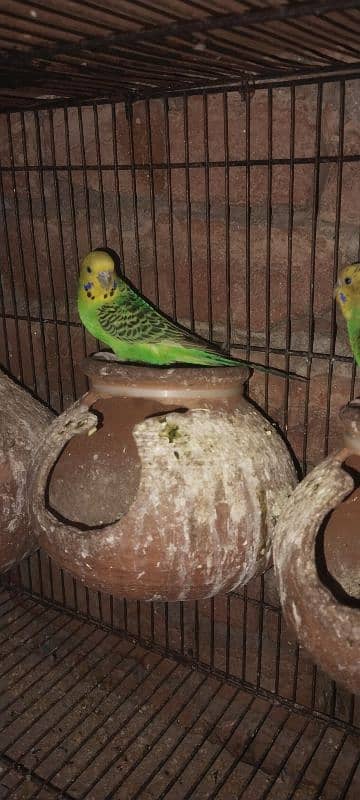 asstrelion parrot 3