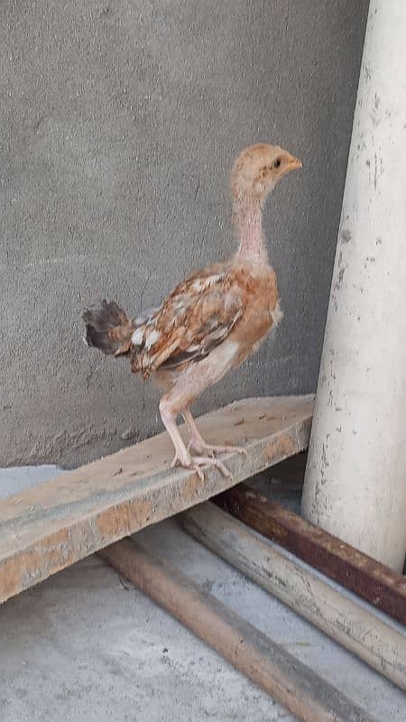 Aseel Chicks Chena 0