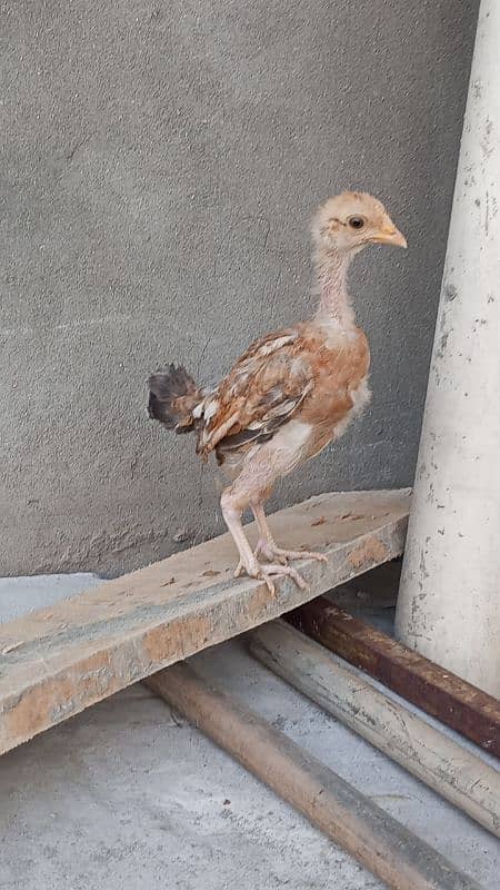 Aseel Chicks Chena 1