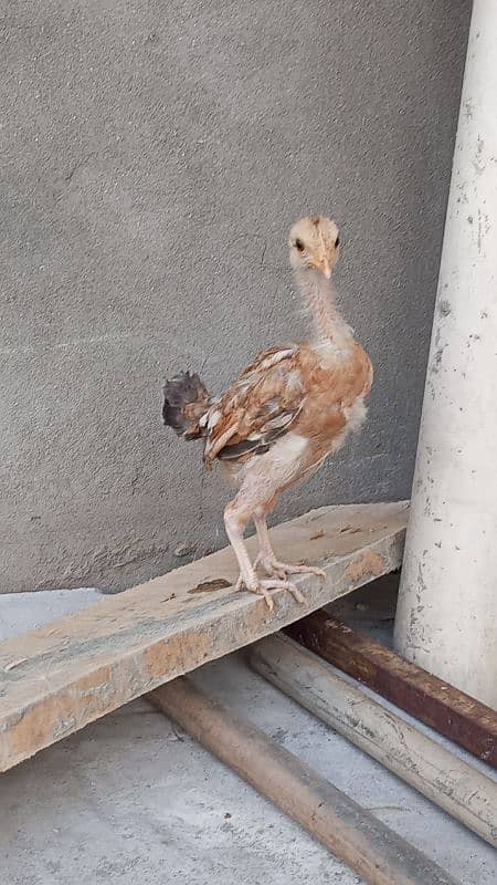 Aseel Chicks Chena 2
