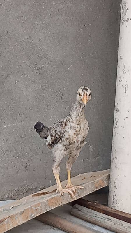 Aseel Chicks Chena 3